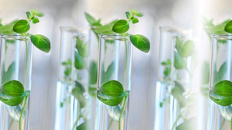 Plant Biology & Plant Biotechnology (Full Time and Part Time)